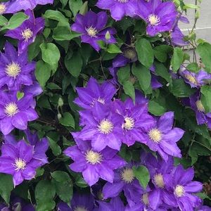 Meet your Posher, Rhonda